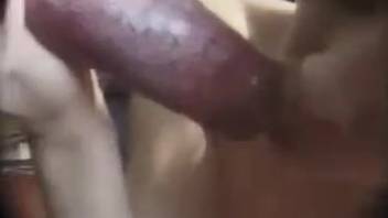 Homemade webcam girl recorded sucking on a huge canine dick
