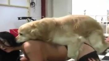 Two slutty babes take turns fucking a horny dog