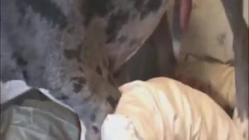 Thick-assed beast lover gets banged by a freaky pooch