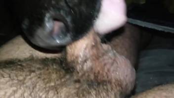 Baby veal licks man's dick very fine aid it makes him cum