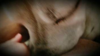 Erotic up-close animal sex clip centered on a canine
