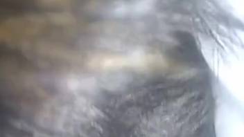 Guy's bushy dick is fully tongued by a canine