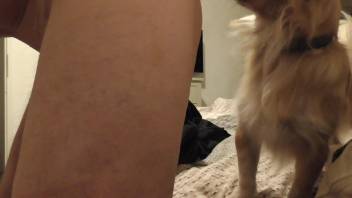 Fluffy canine satisfies aroused guy with expert dick tonguing