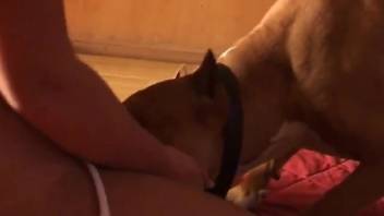 Horny bitch in tall boots spreads her legs for a dog