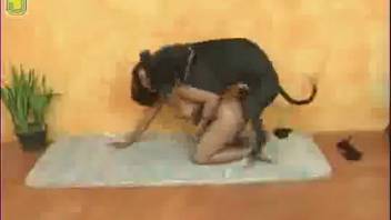 A bronzed brown-haired woman gets pounded by a dark dog from the rear