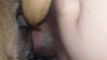 Dude's hard cock gaping a dog's delicious pussy