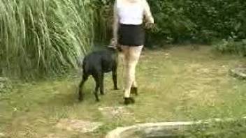 Hot lady stuffs the entire canine cock into her dripping pussy