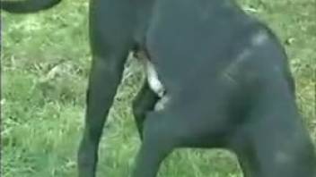 Ebony hound banging a thick-bottomed brown-haired MILF