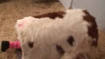 Steamy collection of females having sex with beasts