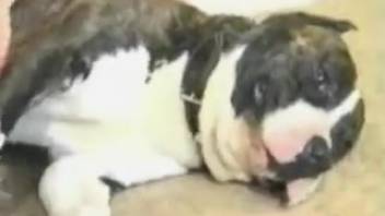 Slender-titted fair-haired woman with a bushy vagina screws a dog