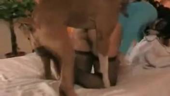 Brunette in stockings gets pounded by a well-hung dog