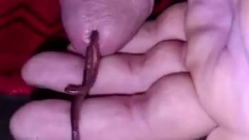 Solo at-home bestiality self-pleasure involving worms in the penis