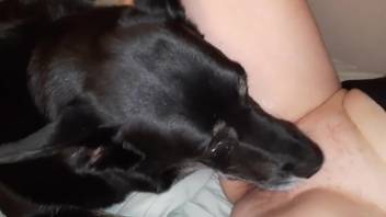 Canine tongues female's vagina during her self-pleasure