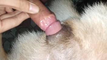 Deep penetration zoo sex with a man fucking his dog
