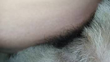 Steamy bestiality cock thrusting into a tasty canine pussy
