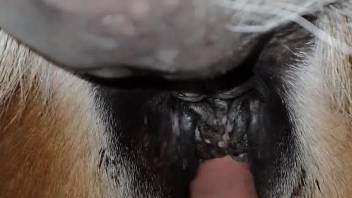 Close-up POV fuck scene with a very sexy mare pussy