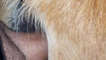 Intense bestiality erotica with deep thrusting for a bare homosexual male