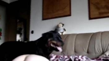 Severe dog porn zoo video at home with a slutty wife