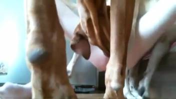 Sexy blond babe is eager to screw the dog live on webcam