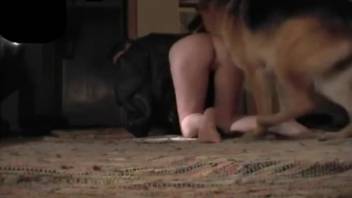 Aroused woman recorded receiving a massive canine cock in her rear