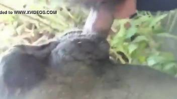 Sexy animal readying its hole for hardcore zoo sex