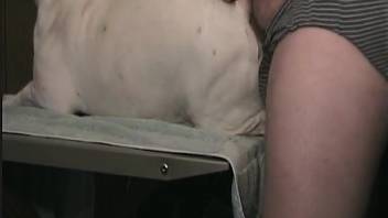 Aroused guy anally penetrates his dog in a filthy homosexual bestiality endeavor