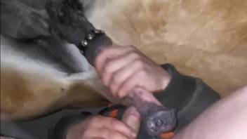 Guy masturbates and fondles the horse's cock