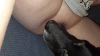 Black dog tonguing a wet pussy in a hot porno movie