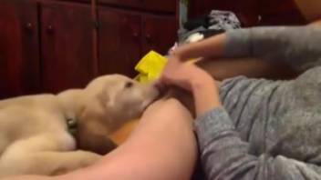 Moist vagina animal lover being tongued by an attractive canine
