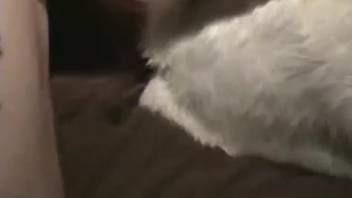 Intense goat intercourse scene featuring fervent bestial action with a goat