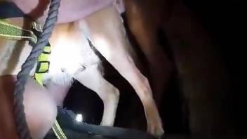 Animalsexman - Amateur dog porn on cam with a man aiming to fuck the animal