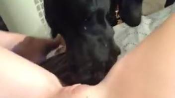 Canine tongues lady's smooth pussy as she pleasures herself