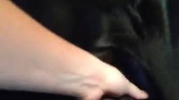 Hardcore scene of a dog performing oral sex on a woman's vagina