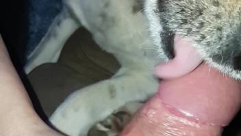 POV blowjob clip with an enticing canine and a well-hung guy