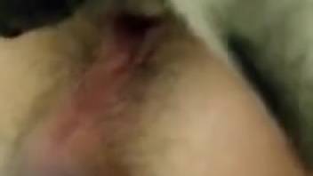 Spotted dog pounding narrow opening in zoomed-in footage