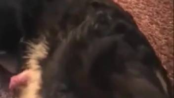 Dark-haired woman skillfully handles the dog's member with charm.