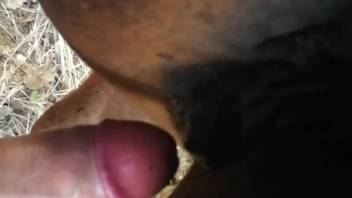 Guy's rigid cock slamming into a female horse's steamy pussy doggy style