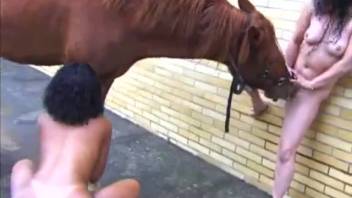 Voluptuous dark-haired ladies divide an equine member live on webcam