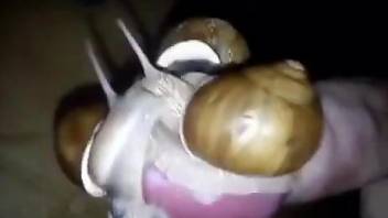 Man uses snails to better stimulate himself on cam