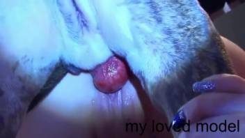 Self-pleasuring hottie eventually gets screwed by a canine
