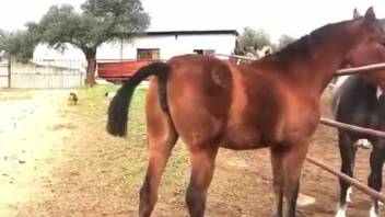 Hot beasts competing for a female horse's vagina during a threesome