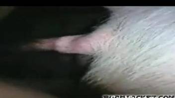 Doggy with tight anus gets impaled in animal XXX