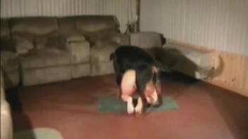 Ebony canine skewered a sexy spouse in the rear-entry position