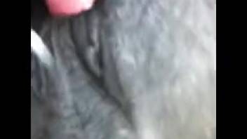 Guy's stiff dick thrusting into a steamy beast's orifice