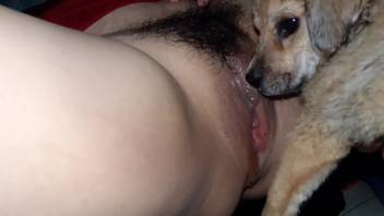 Bushy crotch hottie receives oral from a handsome pooch