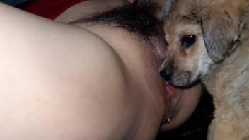 Hairy pussy babe gets licked by a good-looking dog