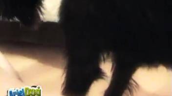 Ebony hound ravaging a veiled tramp in a pale blouse