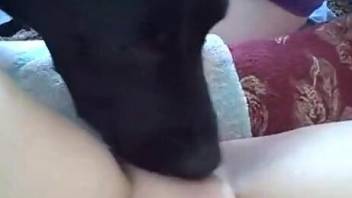 Sexy dog licking a thot's hairless pussy after fisting