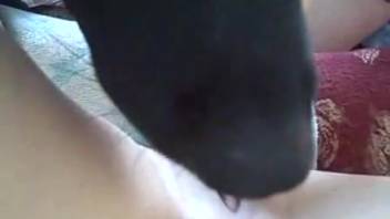 Thrilling bestiality romp featuring a frisky pup