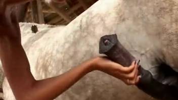 Thin blond woman shows up having sex with a horse on webcam live